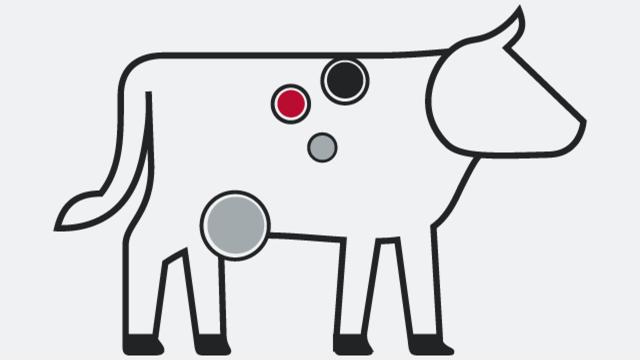 Graphic of a cow with black, scarlet and gray to dots